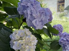-Jo's Garden