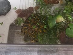 -中环花鸟鱼虫市场