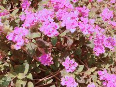 -天适樱花悠乐园