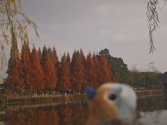 -白鹭湾湿地公园