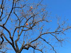 -三里屯东五街银杏大道