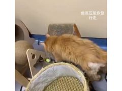 -泰洋动物医院·神经专科·磁共振·CT(天河公园总院)