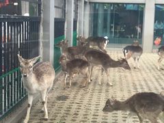 -西安秦岭野生动物园