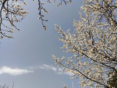 -国家植物园