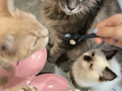 -楼上猫咖(罗湖店)