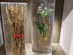 -北京中医药大学-中医药博物馆