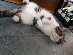 -唐小姐の猫狗洗护·购宠旗舰店(周浦万达店)