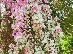 -深圳国际园林花卉博览园