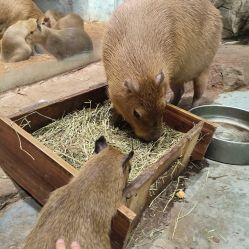 -Zoolung Zoolung动物主题公园(海信广场店)