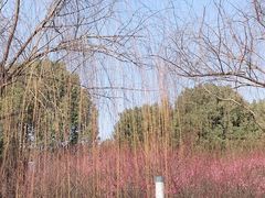 -桐乡植物园