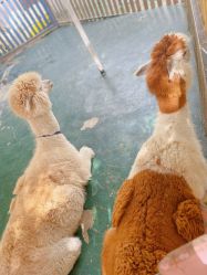 -萌宠亲子动物乐园(槐房万达店)