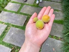 -重庆中央公园(渝北区)