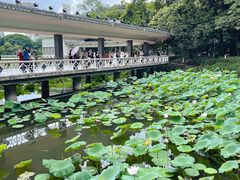 -荔湾湖公园