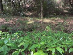 -燕晗山郊野公园