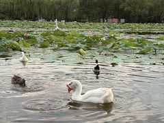 -太阳宫公园