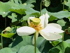 -莲花池公园