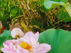 -上海植物园-4号门售票处