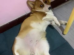 -宠福鑫康馨动物医院·骨科·眼科