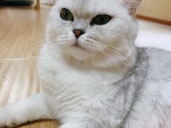 荔枝-猫和宫(六道口店)
