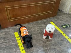 -宠爱国际动物医院·消化内科·心肾内科·ISFM猫友好(望京店)