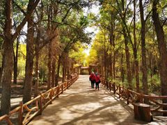 -金塔沙漠胡杨林景区