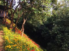 -西湖风景区-江洋畈生态公园