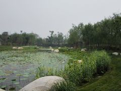 -武清南湖绿博园