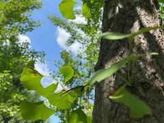 -北京鹫峰国家森林公园