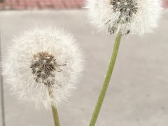 -济南孟家扒蹄店