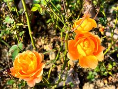 -宁波儿童公园(鄞州区)