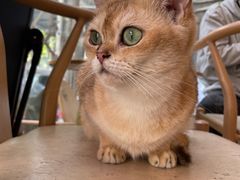 -猫咪派对(江南西店)