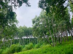 -塞罕坝国家级自然保护区