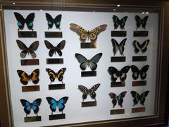 -上海昆虫博物馆