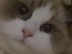 -宠颐生猫科·内科皮肤科(西平世纪城店)