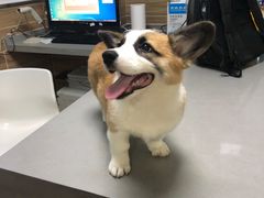 -爱侣宠医·鹦鹉专科·小型哺乳类·异宠专科(灵石路店)