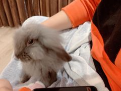 -浣熊柯尔鸭土拨鼠·电玩咖