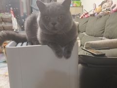 -艾吉宠物医院·疑难杂症转诊中心·猫友好(碧江路院)