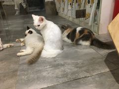 -楼上猫咖(罗湖店)