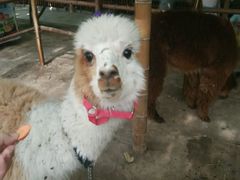 -万源龙顺度假庄园生态观光园