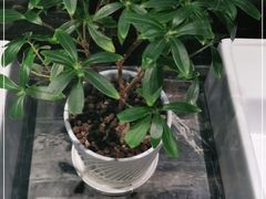 -徐记海鲜(大雁塔|金都店)