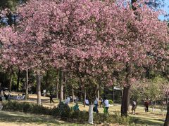 -铁山坪森林公园