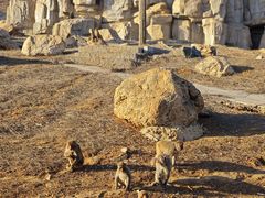 -石家庄市动物园