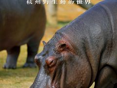 -杭州野生动物世界