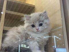 -momokira米努特·德文卷毛猫·棉花面纱犬