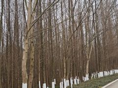 -桤木河湿地公园