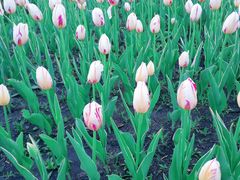 -长春公园(普阳街道)