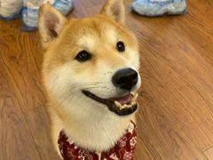 -豆柴町-柴犬主题狗咖(红鼎国际C座店)