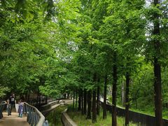 -白水寺森林公园