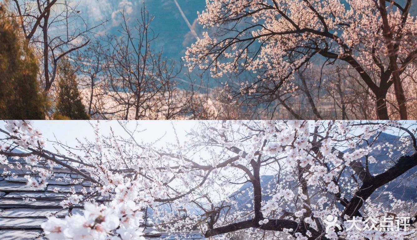 🌈北京周边游 | 房山坡峰岭赏桃花