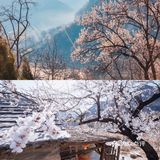 🌈北京周边游 | 房山坡峰岭赏桃花